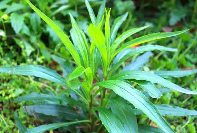 柴胡种植注意事项(柴胡种植技巧)